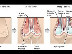 masturbation techniques for men.  stimulation of the perianal area and anus.